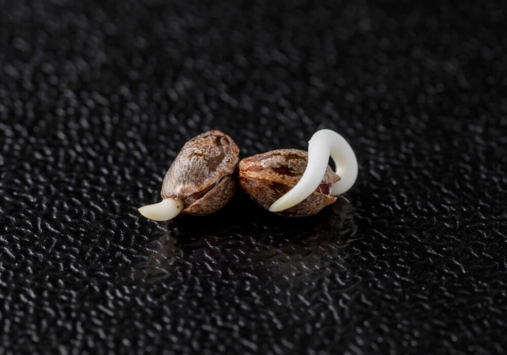 Seeds of Choice: A Comprehensive Guide to Buying Cannabis Seeds